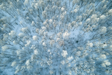 Aerial view of snow covered white forest with frozen trees in cold winter. Dense wild woodland in wintertime