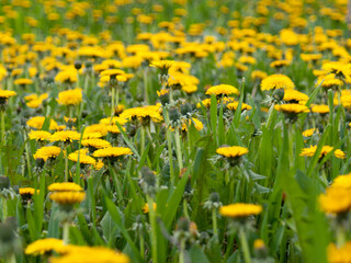 yellow dandelions in the field