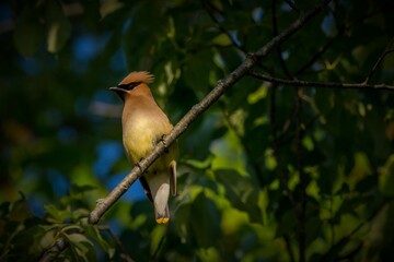 cedar waxwing at Nimisila Reservior