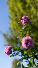 秋晴れに立つバラの雄姿