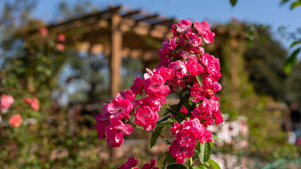小ぶりの薔薇はビビッドな色で勝負