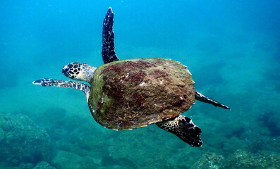 Costa Rica Sea Life