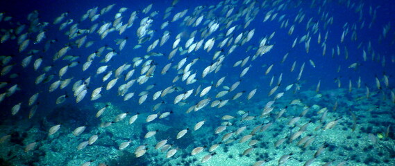 Fototapeta na wymiar Costa Rica Sea Life