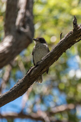 Australian Grey Butcher Birds