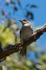 Australian Grey Butcher Bird