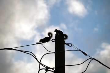 Dark silhouette of squirrel running high along electric or telephone cable on background of bright blue sky