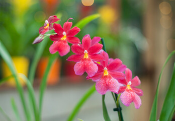 Pink and red cambria orchid hybrid with selective focus, natural flower