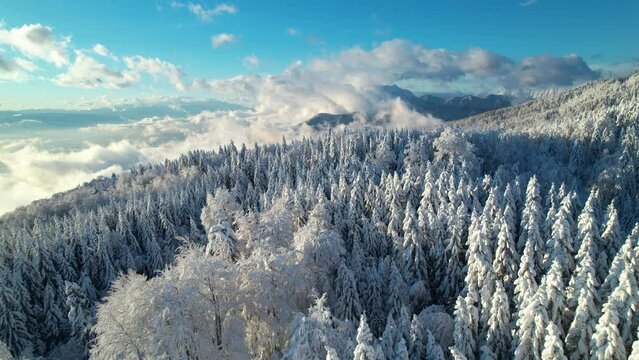 AERIAL: Majestic view of alpine forest, mountains and valley after fresh snowfall. Breath-taking alpine winter forest with snow-capped peaks in background and clouds rolling over snow-covered valley.