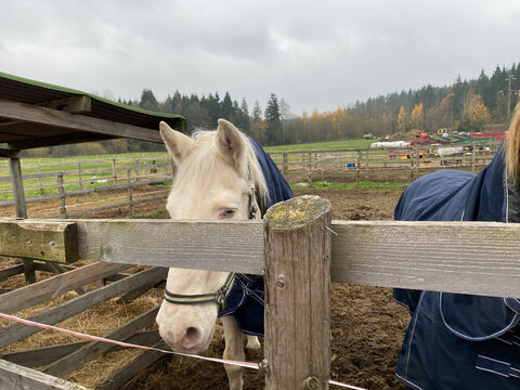 Albino white horse. A horse with white eyes and blue pupils. A horse with an interesting coloration, in a papon.