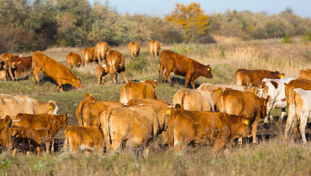 Image of cows in the steppes in hungarian Hortobagy outdoors.