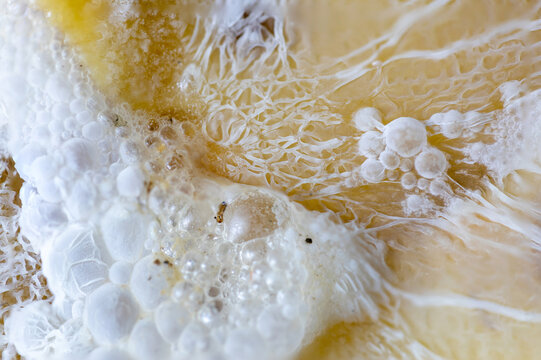 Fruit fermentation macro zoom fungus