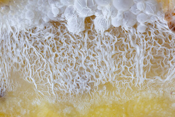 Fruit fermentation macro zoom fungus