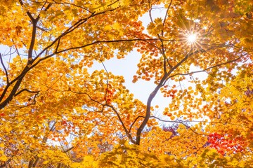 逆光に輝く紅葉