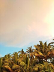 palm trees on the beach