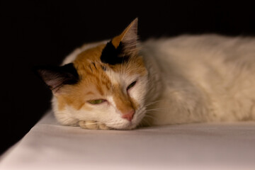 portrait of a cat with a eyes