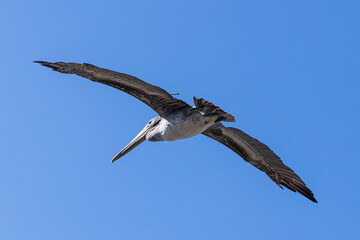 Seagull flying in the California coastline