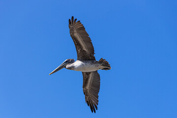 Seagull flying in the California coastline