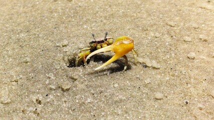 Crab in the sand of Cabuçu beach, Saubara, Bahia - Brazil 