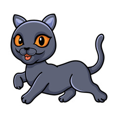 Cute british shorthair cat cartoon 