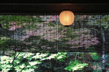 Kyoto,Japan - October 30, 2022: Autumn leaves beyond bamboo blind in Kyoto, Japan

