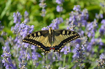 Fototapeta na wymiar Papilio machaon or Old World swallowtail butterfly in natural habitat. It is considered rare and endangered, protected in some European countries.