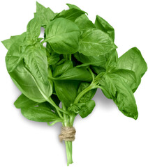 Fresh basil