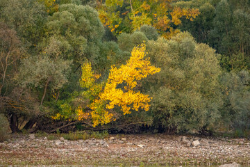 autumn in the woods