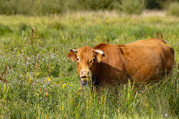 cow in the meadow