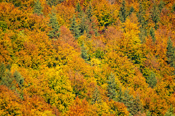 autumn forest background