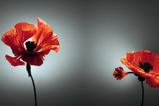 A close-up photograph of oriental poppy flower with cinematic lighting. 3D rendering