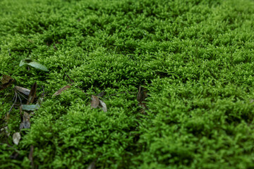 Stone wall overgrown with green moss outdoors, closeup