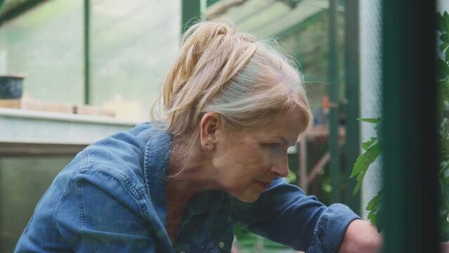 Mature woman gardening in greenhouse at home looking after tomato plants - shot in slow motion