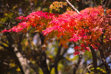 紅葉の葉をクローズアップ	