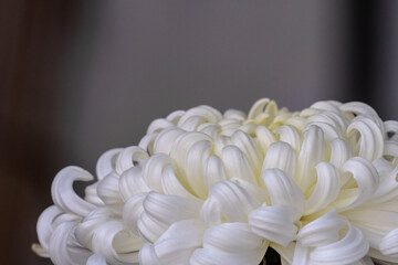 日本の国花の菊