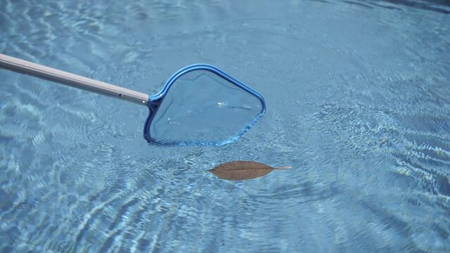 cleaning the pool from foliage with a net close-up