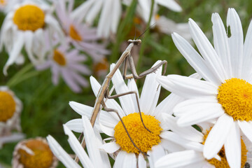 Australian white and yellow daisy chamomile flowers and mantis insect