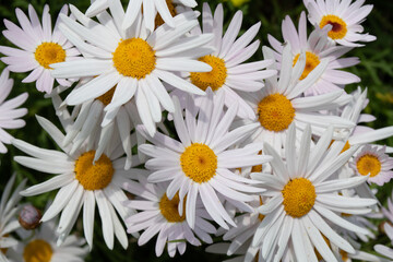 Australian white and yellow daisy chamomile flowers on green background
