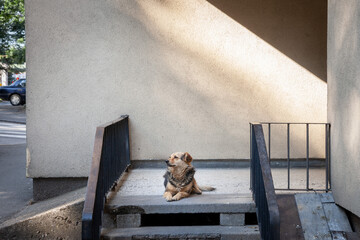 Photogenic stray dog posing and lounding in a street of Arandjelovac, Serbia. Also called lutalica, these dogs are heavily present in Balkans and Serbia....
