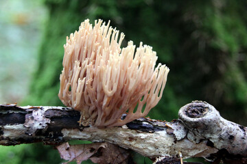 Champignons les clavaires
