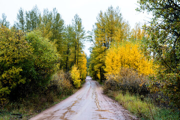 road in the autumn