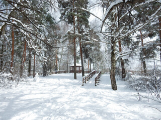gazebo in snowy winter sunny pine forest