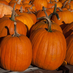 close up of pumpkins many large round bright orange pumpkins lined up for sale fall harvest ready for halloween or thanksgiving square format fall or autumn background or backdrop shadows of stems