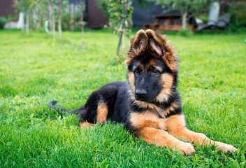 The dog of the German Shepherd breed lies on the green grass on a blurred background of trees. The puppy is 3 months old. The dog has a collar on its neck. The photo is blurred.