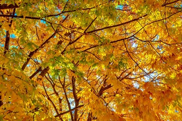 Yellow Leaves on Tree