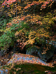 渓流沿いのカラフルな秋の紅葉と落ち葉