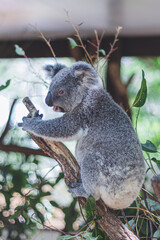 koala in a tree