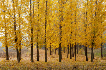 The leaves on the trees turn yellow in autumn