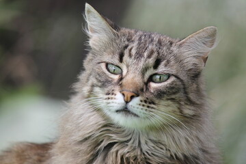 Mirada
