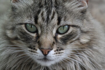 Mirada