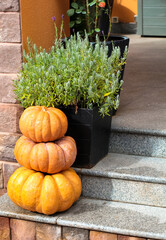 Ripe pumpkins on  wooden background. Harvesting vegetables. Beautiful autumn still life.